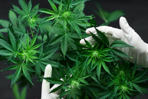 criadero de hemp