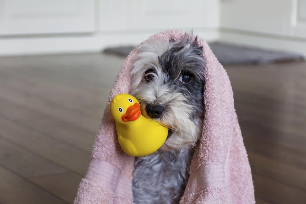 how often should you bathe your dog