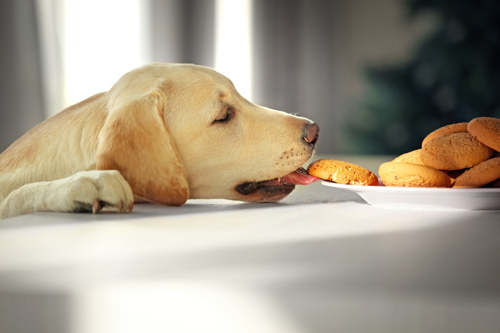 homemade valentines dog treats