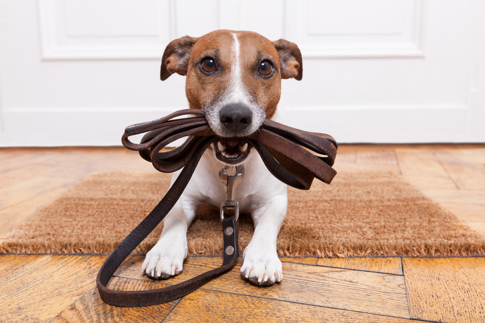 go for a walk with your dog