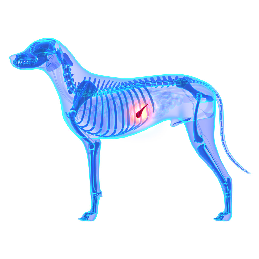 Symptoms of Pancreatitis