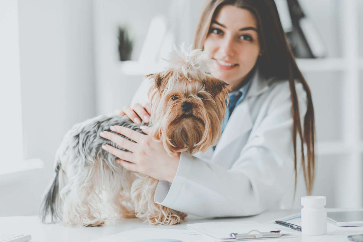 can dogs take probiotics