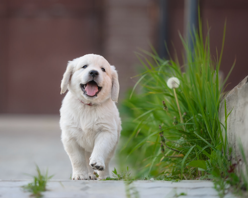 How Probiotics Helps Treat Gut-Related Bad Breath in Dogs