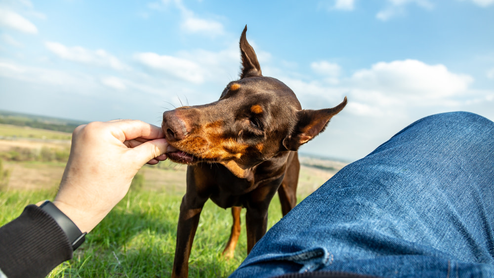 How Can Probiotics Help Your Dog