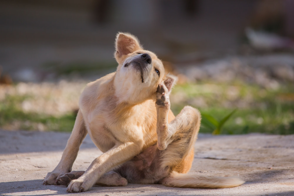 dog skin allergies