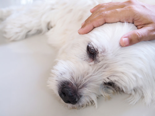 perro epiléptico