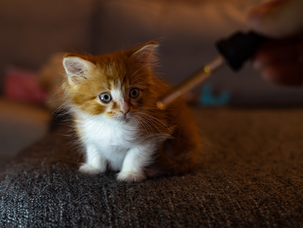 CBD Dosage for Cats