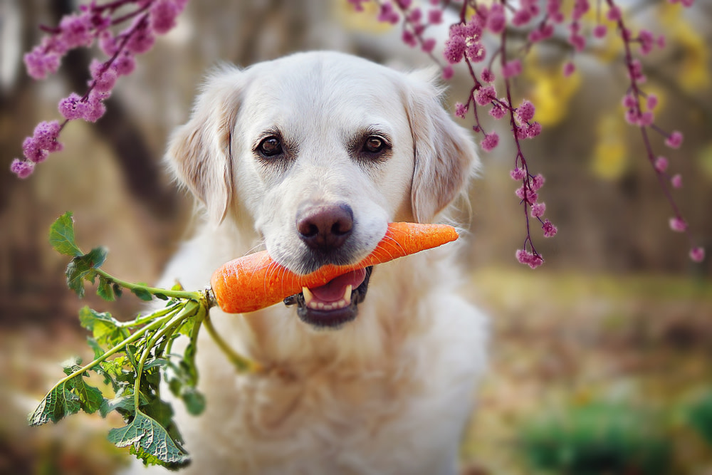 Benefits of Probiotics for Dogs with Chronic Ear Infections