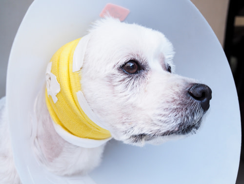 perro tratado por otitis