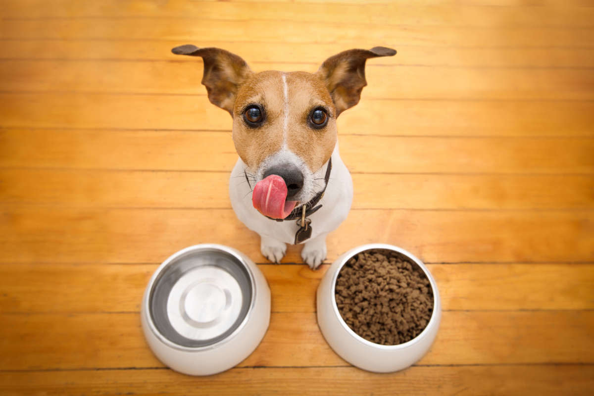 probiotics for dogs
