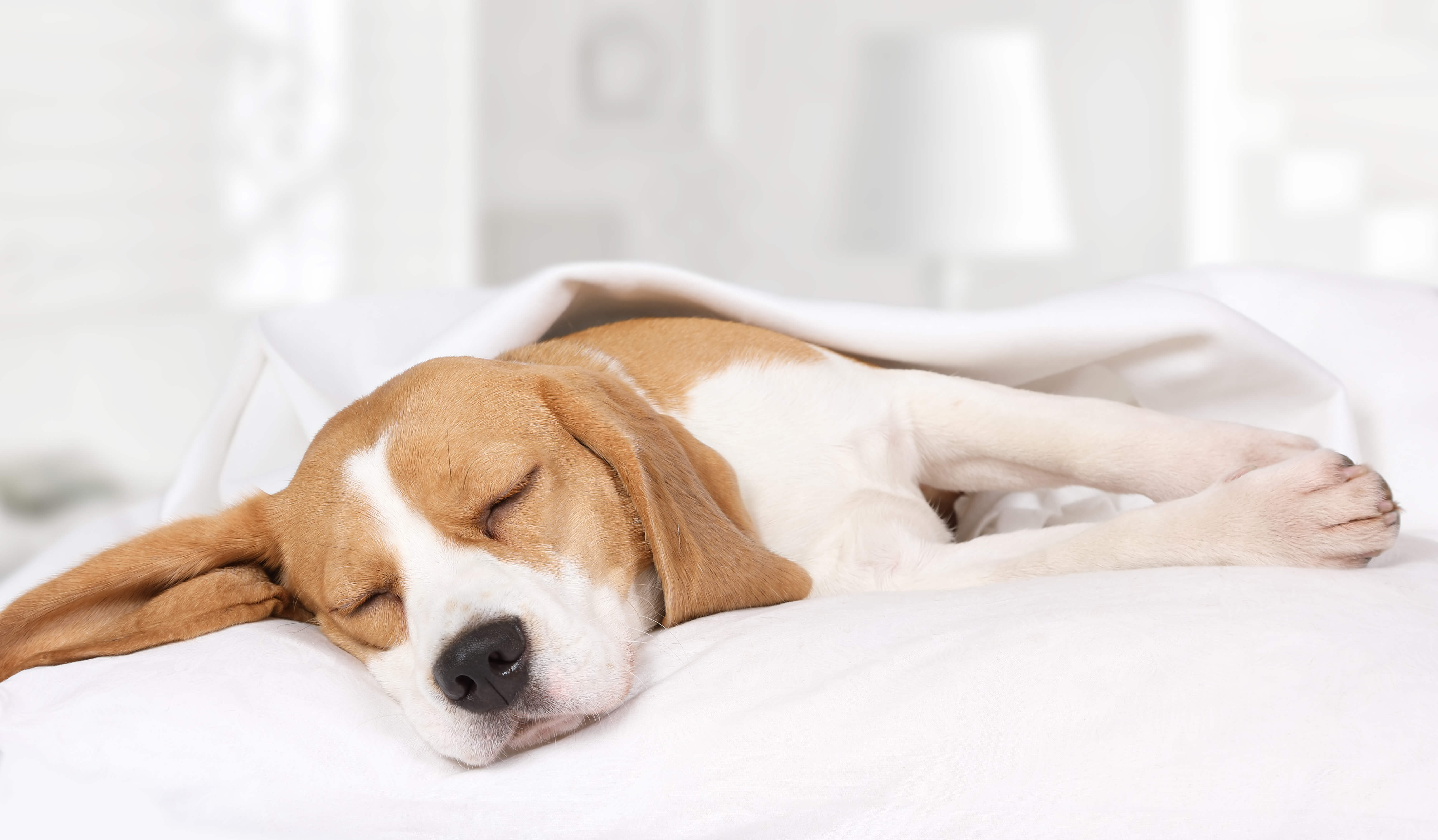 sleeping dog