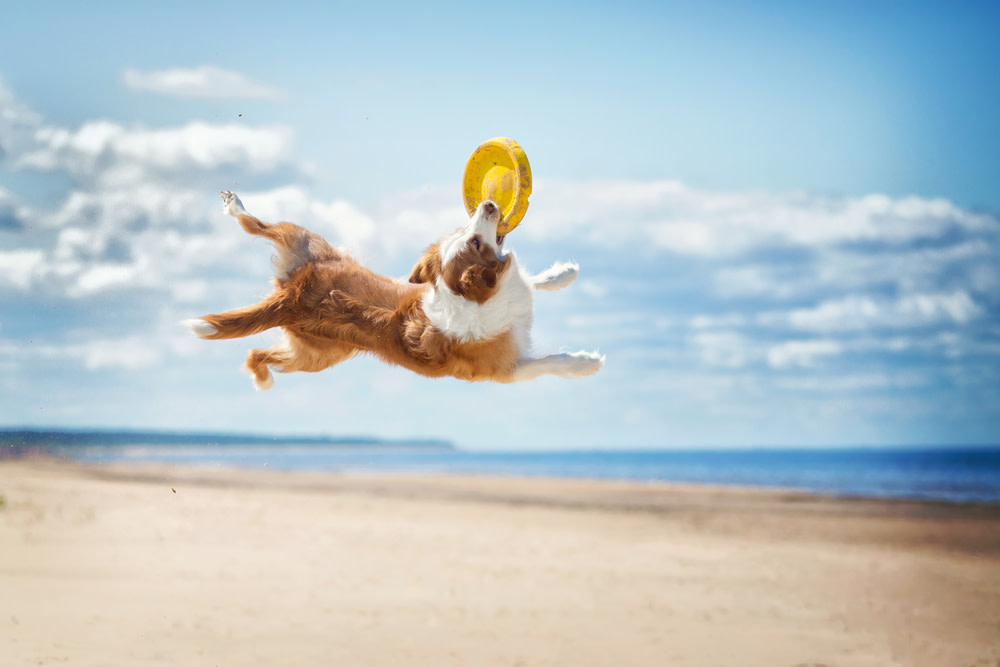 Joint powder for dogs