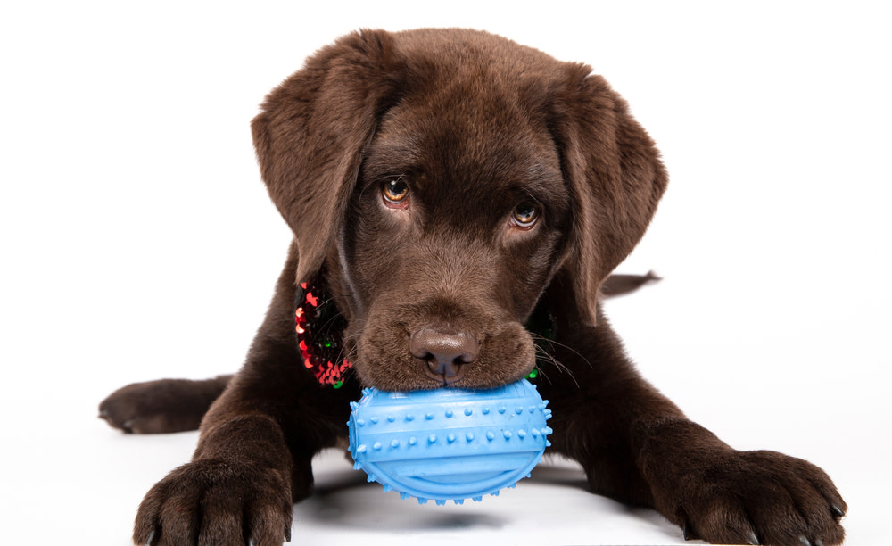 valentines day with your dog