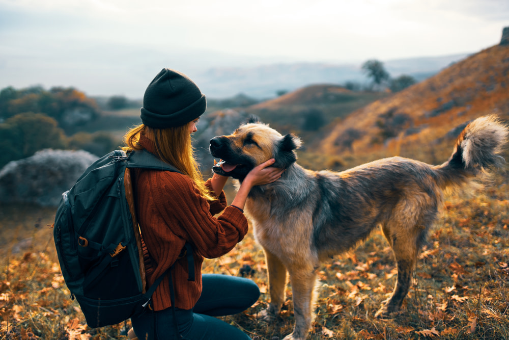 wagging tails for cbd dog treats