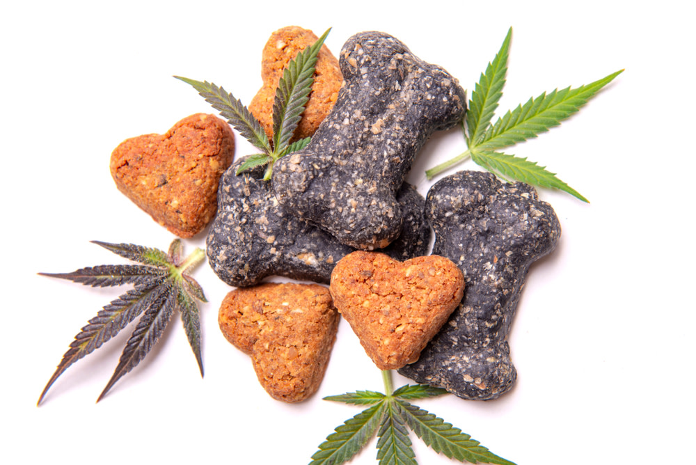 How many CBD Treats Can I Give My Dog