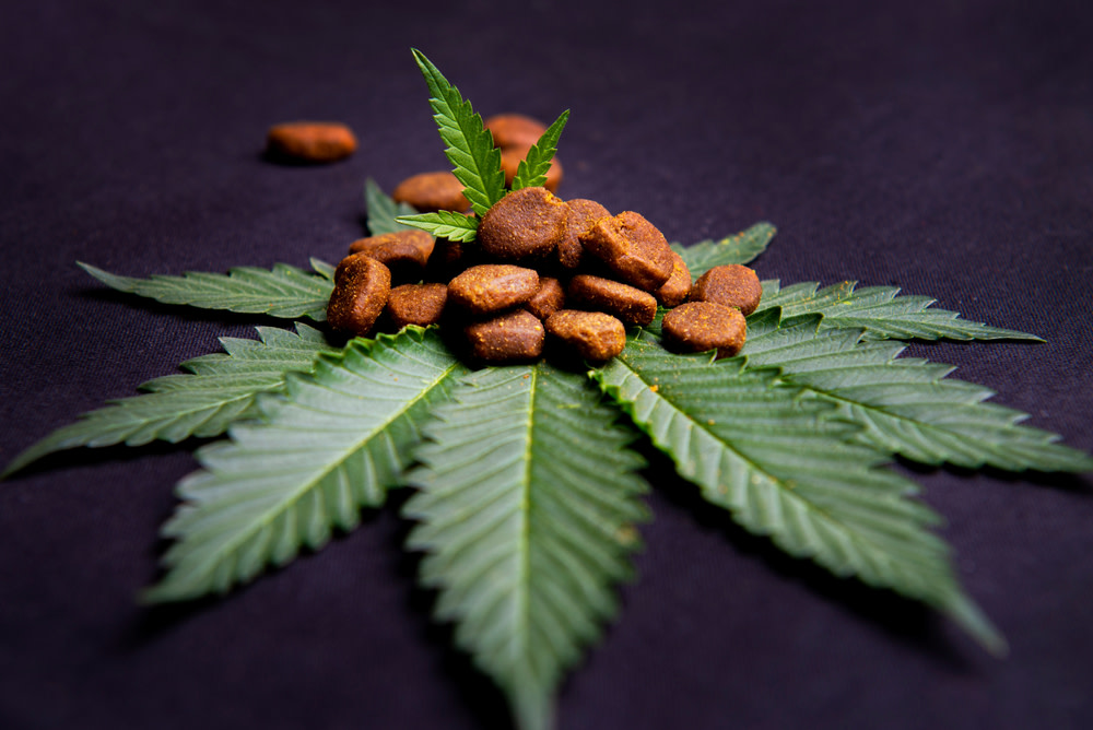 Finding High-Quality CBD Treats