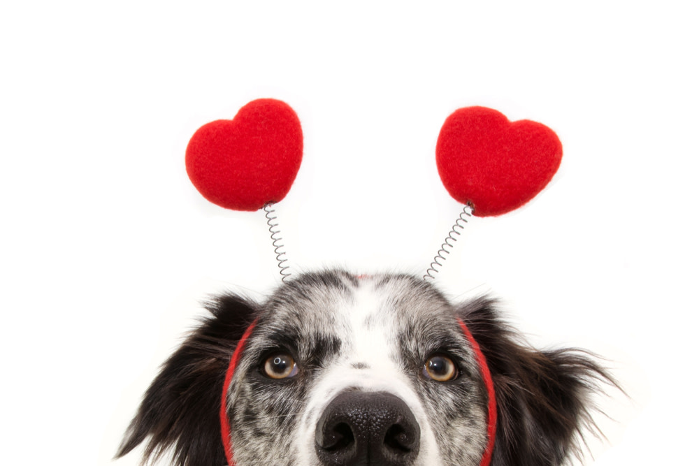 Ways to spend valentines day with your dog