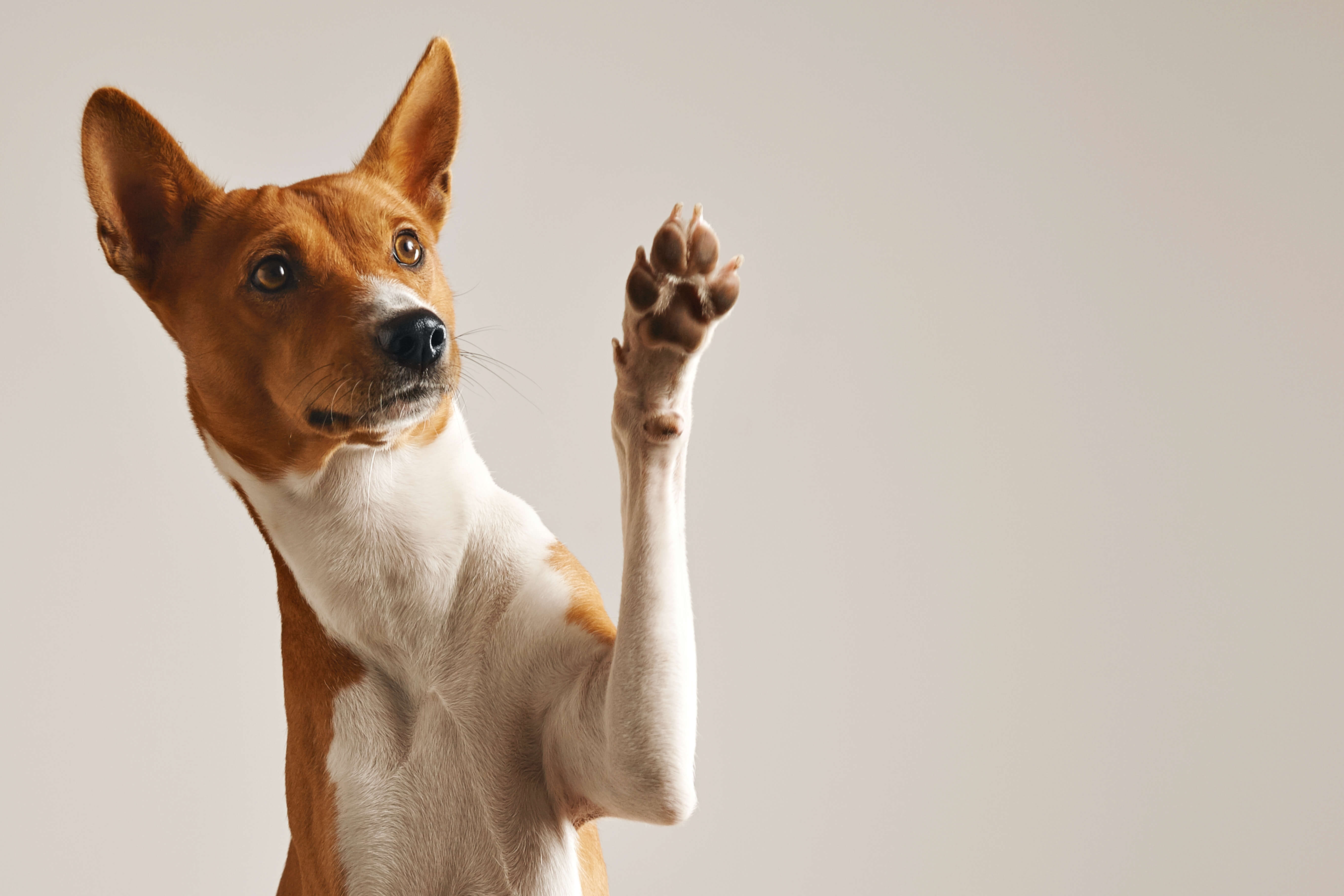 dog paw balm