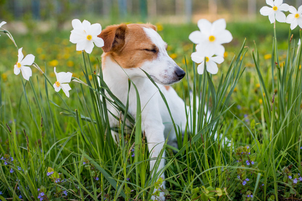 Probiotic for Dog Allergies