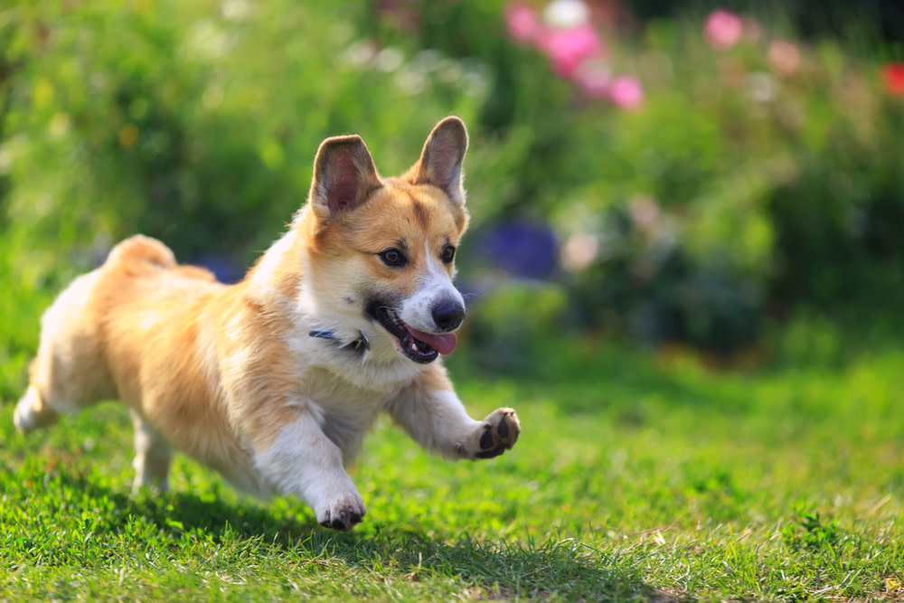 Natural Remedies for Pancreatitis