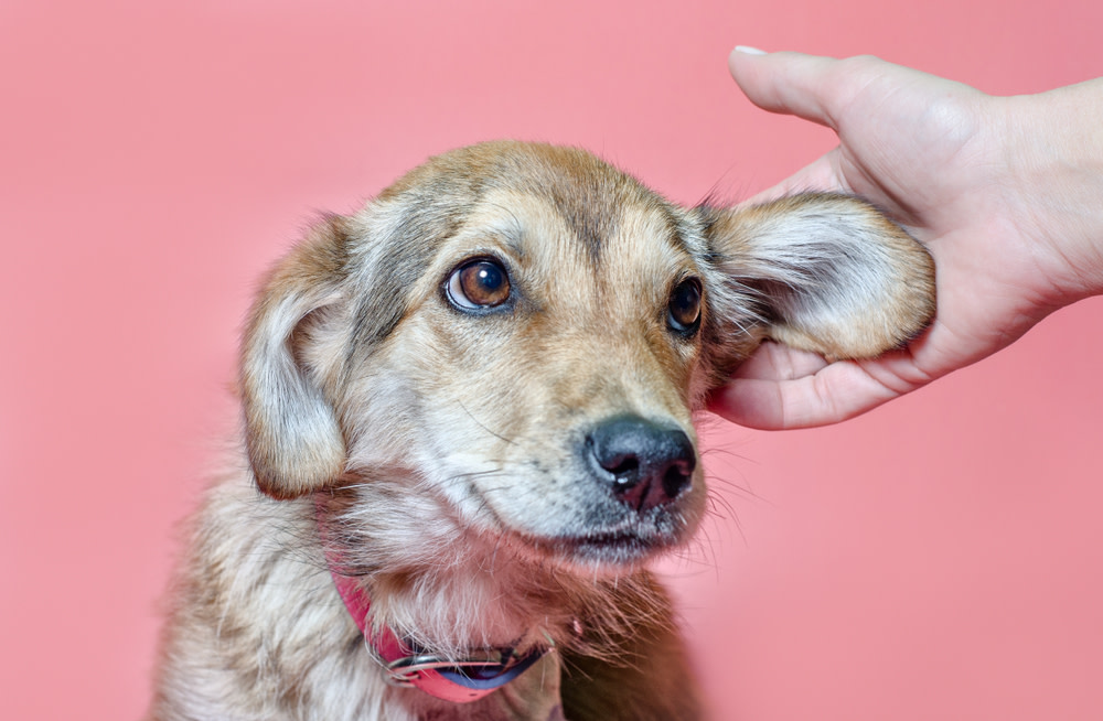 Causes of Dog Ear Infections