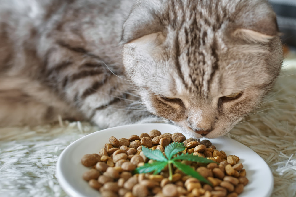 CBD Oil for Cats vs. CBD Oil Cat Treats