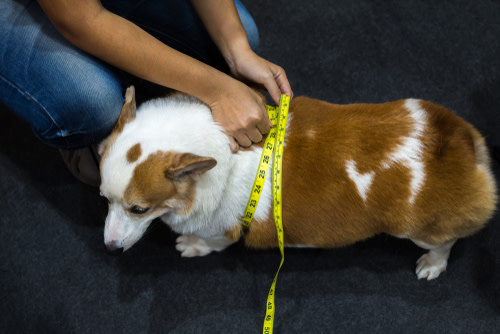 perro diabético