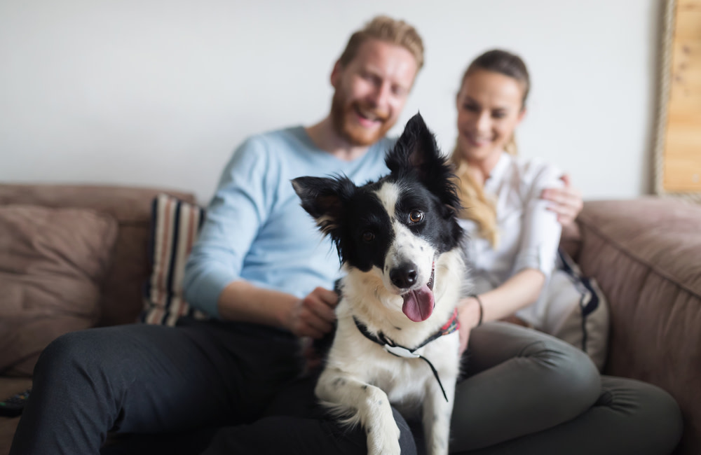 Probiotics for Dogs, Add it to Your Cart Today