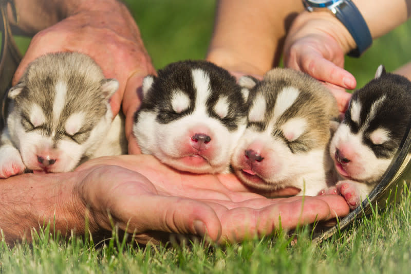 dog breeder