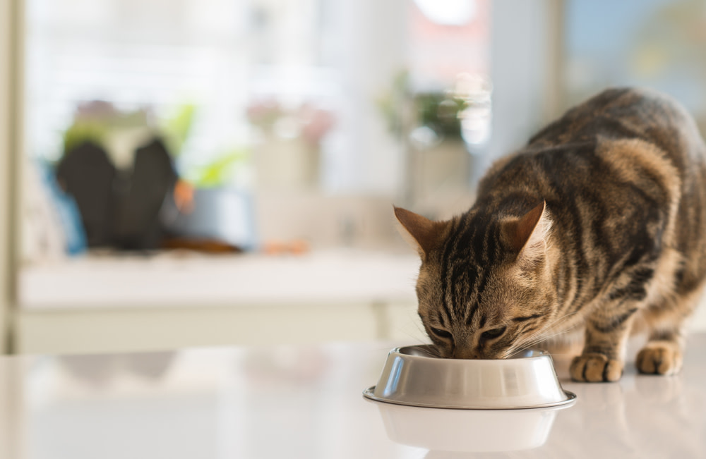 probiotics for cats