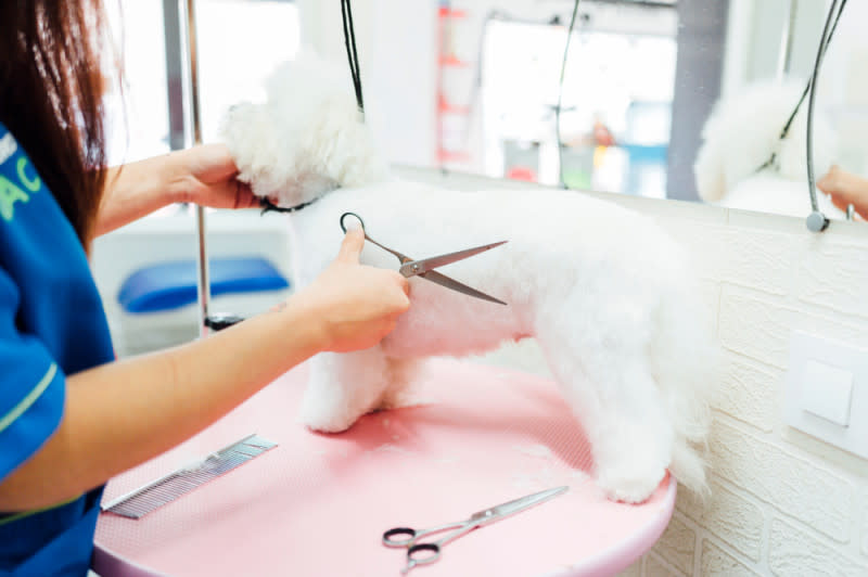 pet scams