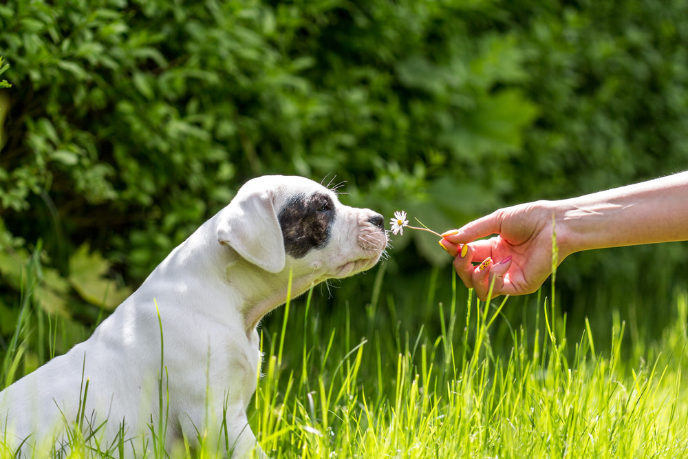 Treating a Dog's Skin Allergies