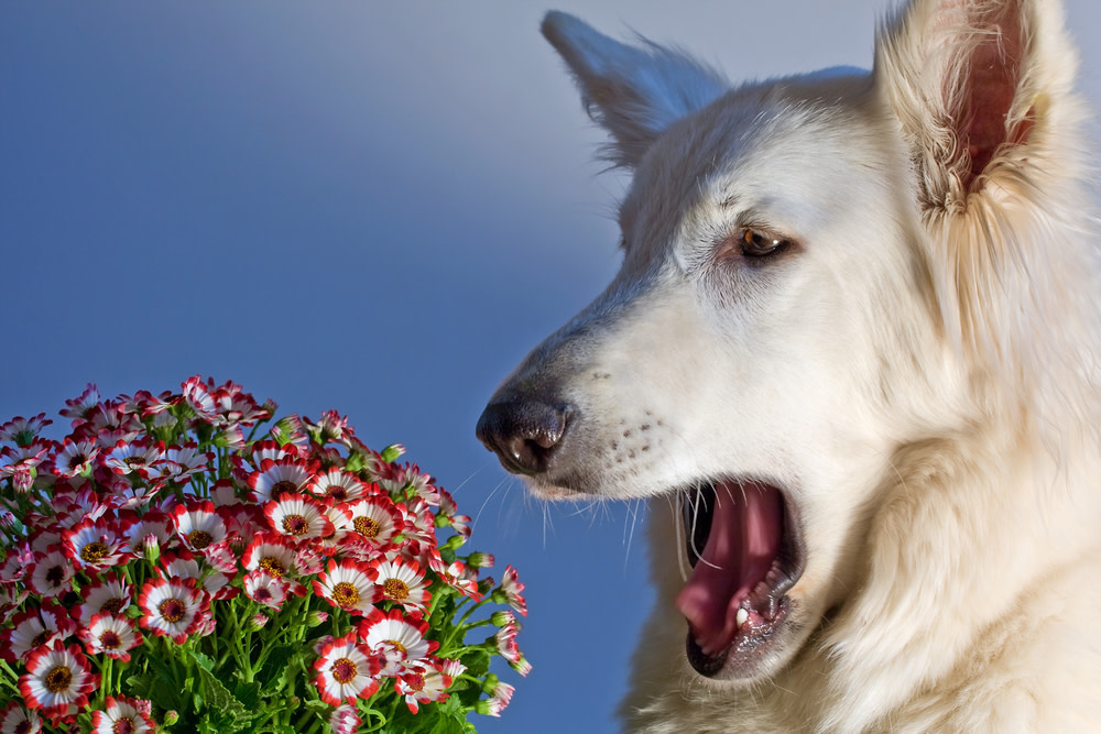 Diagnosing Dog Allergies