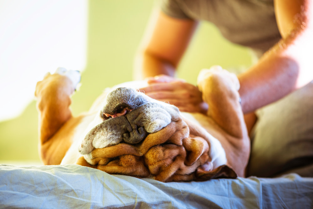 dog massage