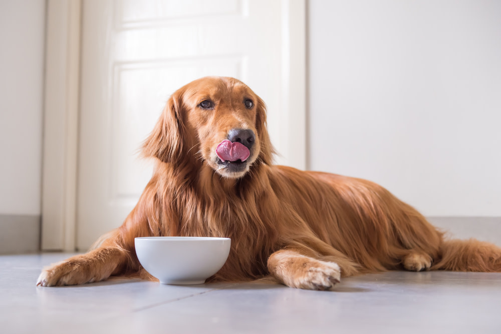 Different Forms of Probiotics for Dogs