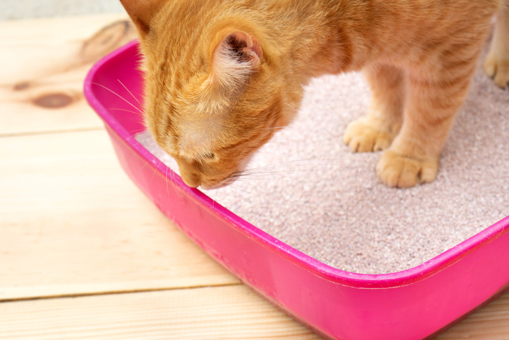 Reasons why cats pee outside the litterbox