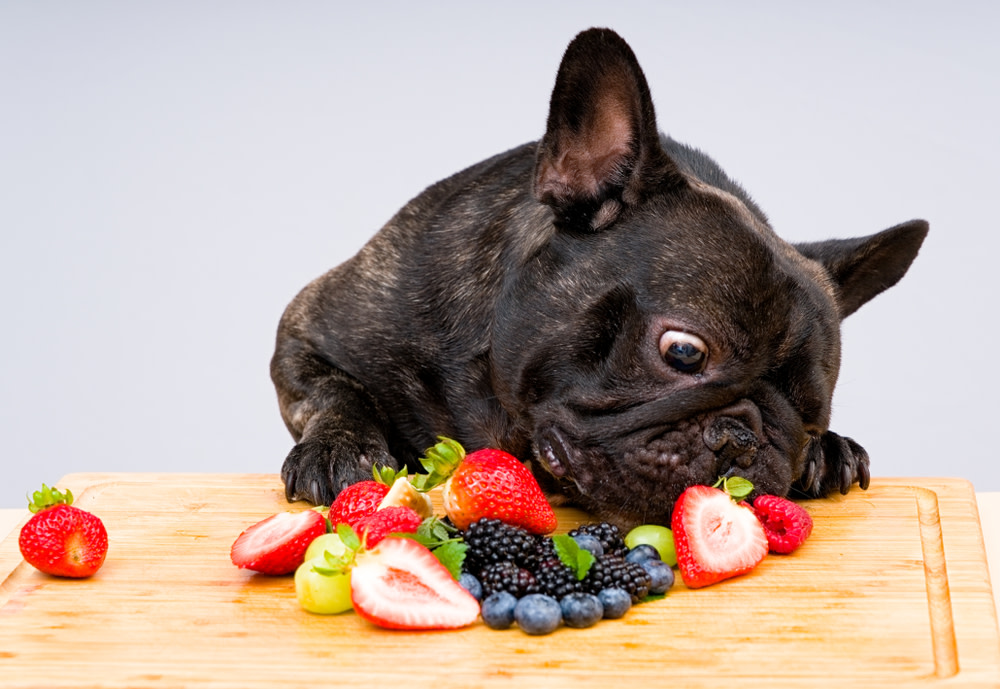 Human Probiotics For Dogs