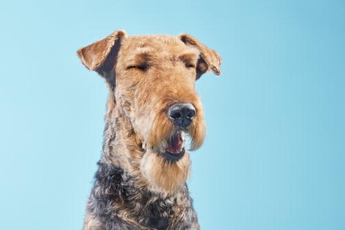 perro con alergia