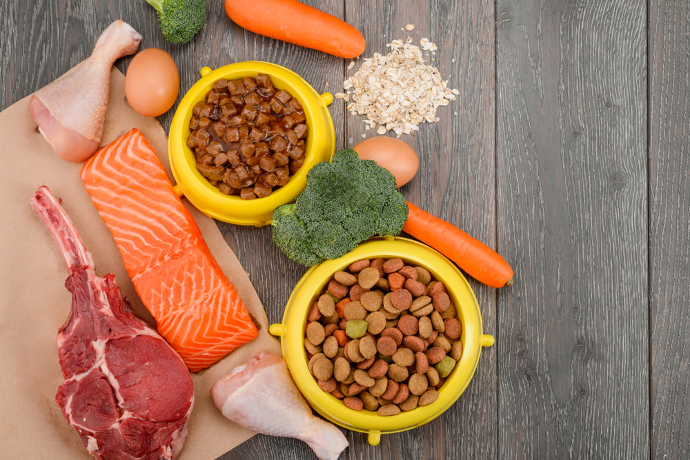 Human Probiotics for Cats