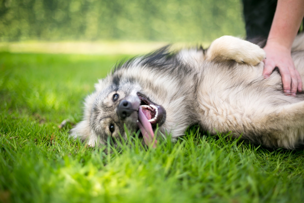 probiotic dosage for dogs