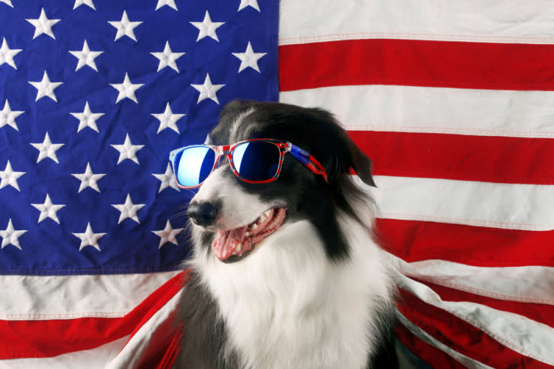USA-flag-draped-dog