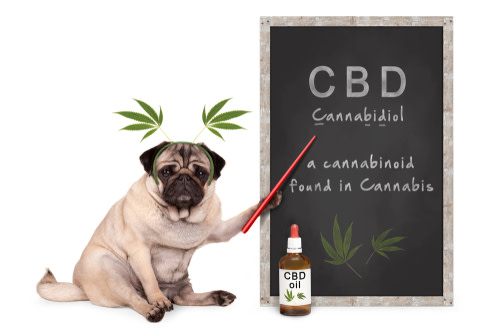 CBD pug
