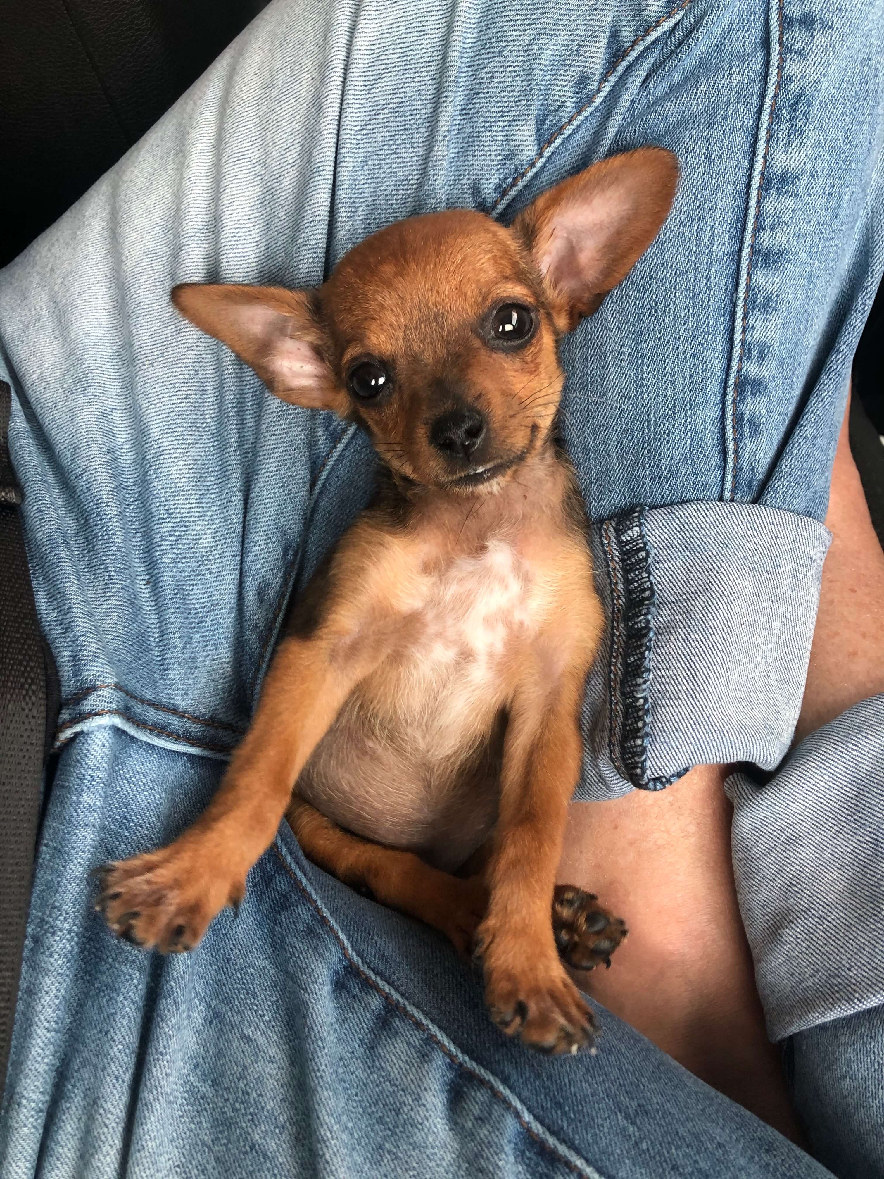 Aurora The Miniature Chiweenie