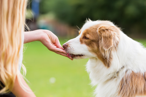 bocaditos de cbd y mantequilla de maní para perros