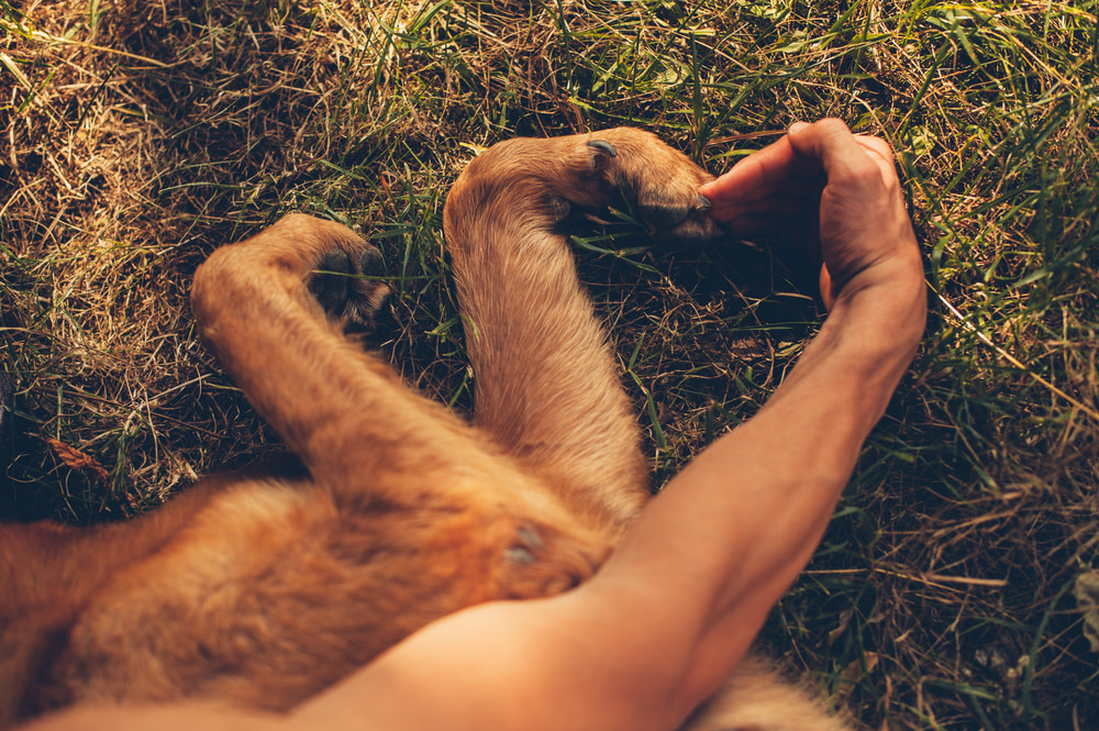 CBD reviews for dogs