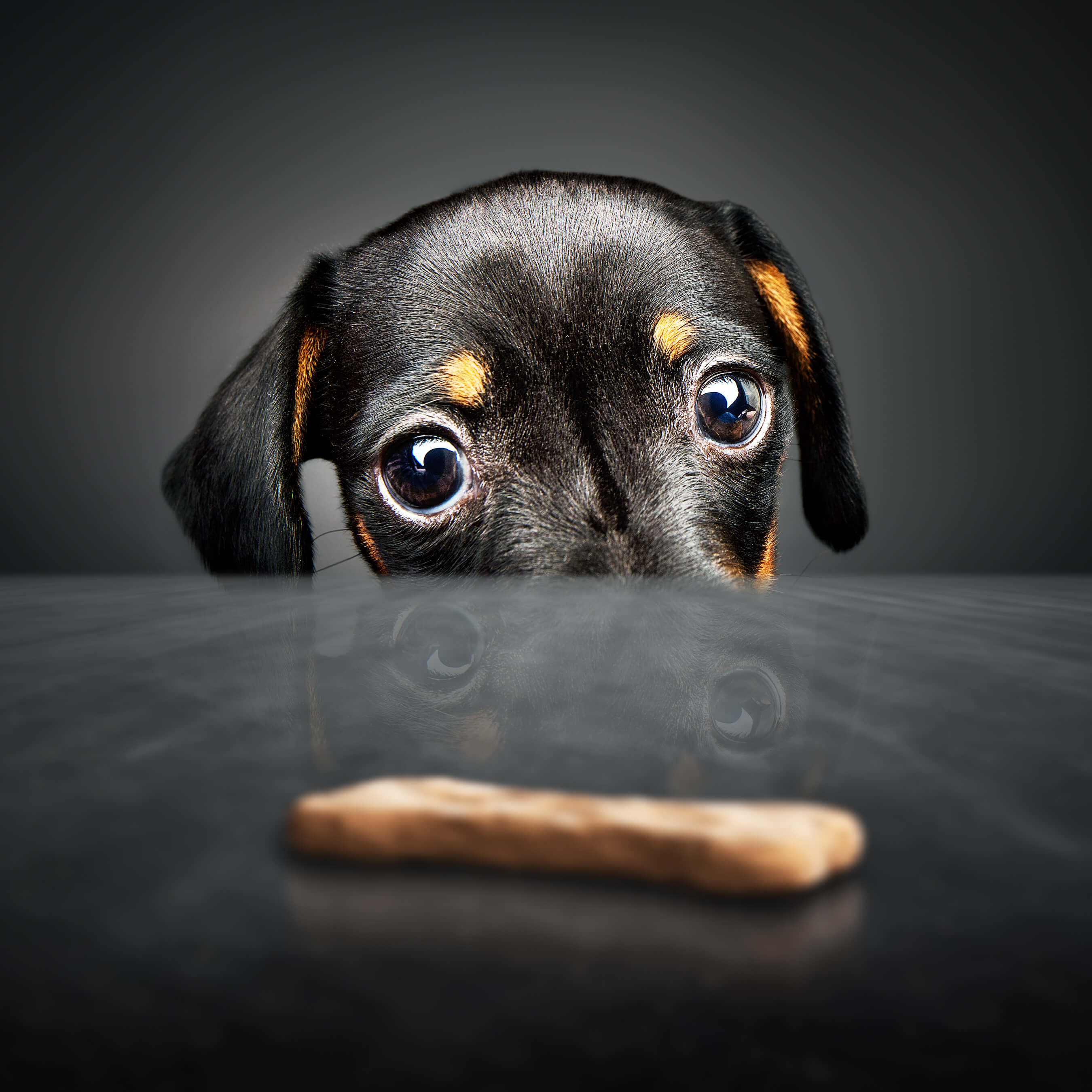 dog looking at treat