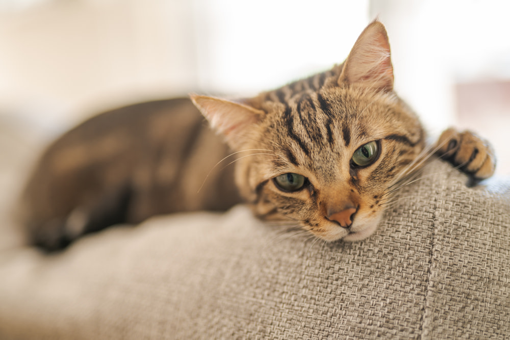 Benefits of Probiotics for Cats
