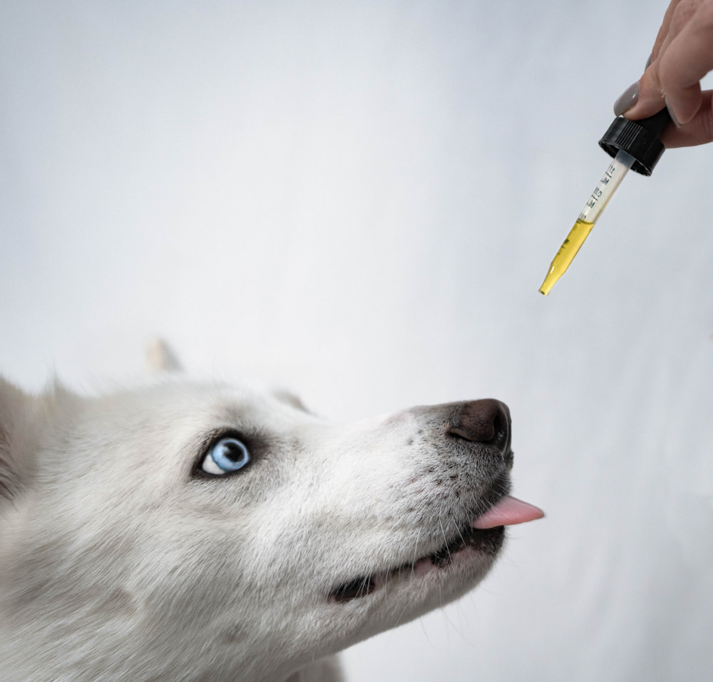 how much cbd should I give my dog