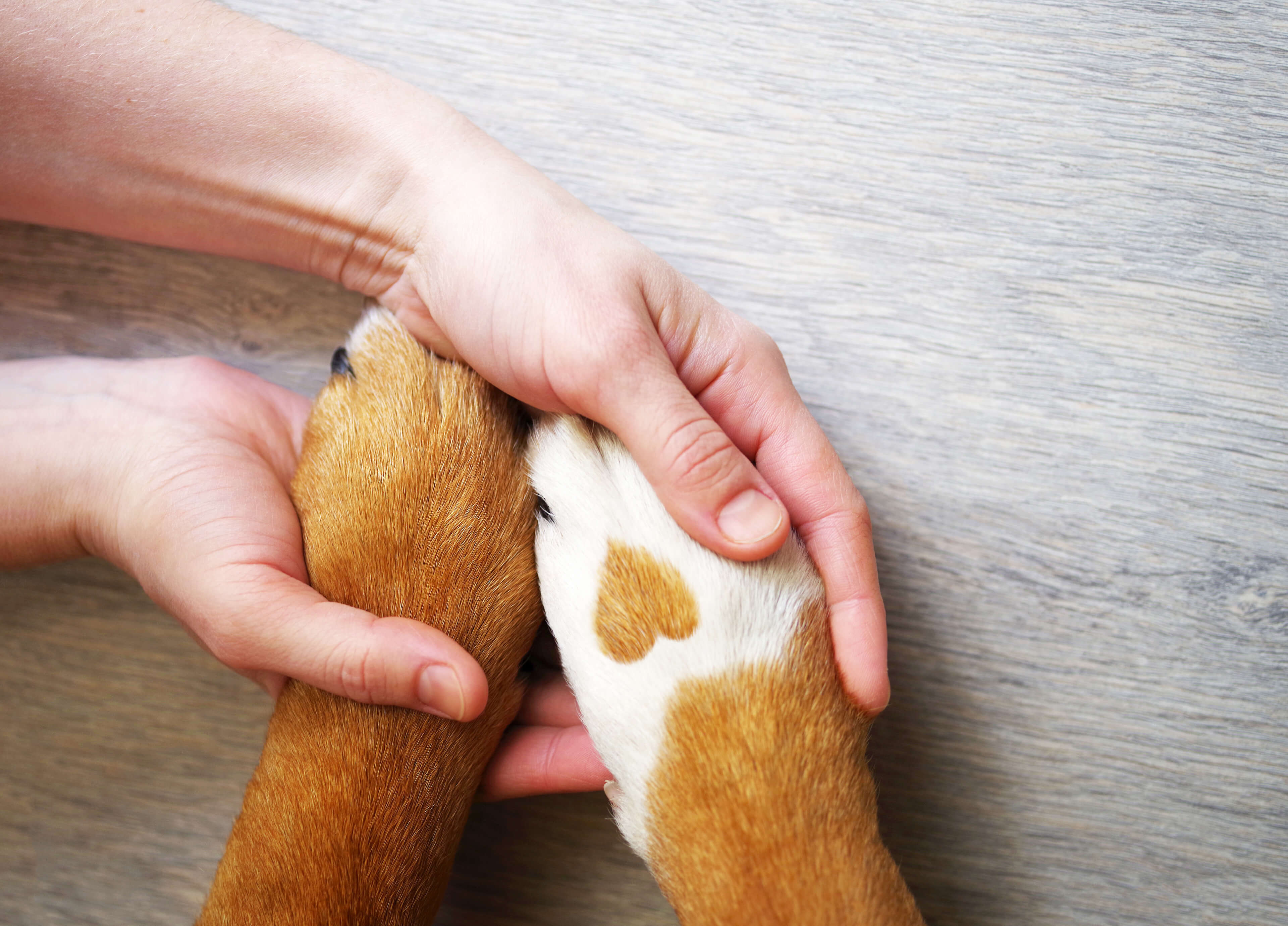Dog paw balm is a great way to keep your dog's paw pads moisturized.