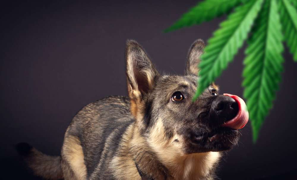 Can Drug Dogs Smell CBD Oil